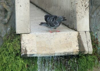 Adana sıcağında bulanan kuşlar süs havuzlarında serinledi