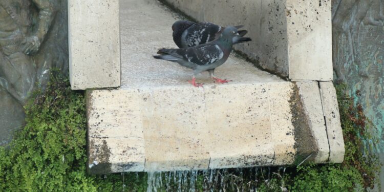 Adana sıcağında bulanan kuşlar süs havuzlarında serinledi