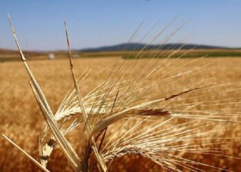 Çiftçiye ödenecek “bitkisel üretim destekleri” belli oldu