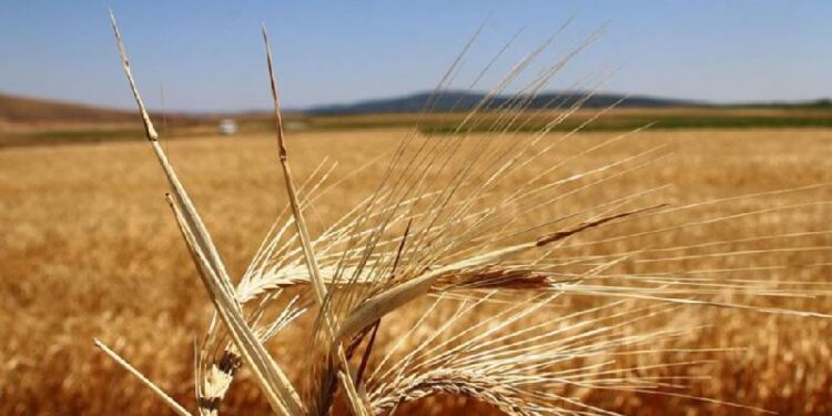 Çiftçiye ödenecek “bitkisel üretim destekleri” belli oldu
