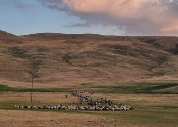 Sürünün yolculuğu