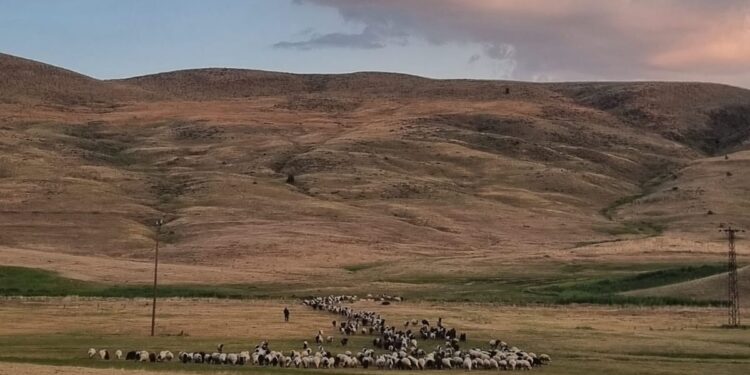 Sürünün yolculuğu