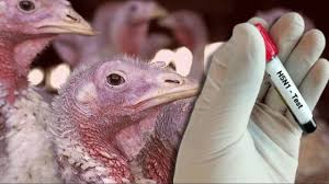 KUŞ GRİBİ SALGINI 8 MİLYONA YAKIN TAVUK İTLAF EDİLDİ; YUMURTAYA YÜZDE 20 ORANINDA ZAM GELDİ