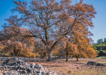 Mermer Ocağına tepki