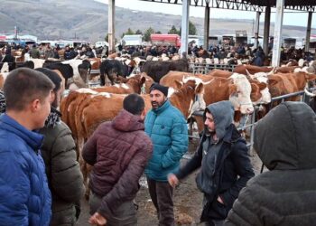 Şap hastalığı…