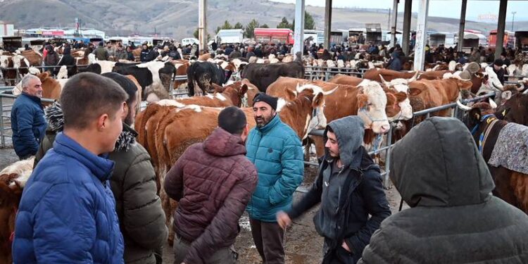 Şap hastalığı…