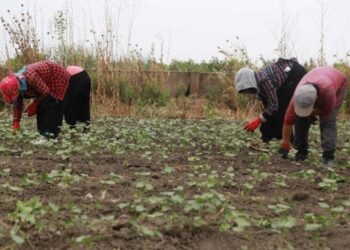 Tarım işçisi yevmiyeleri belli oldu:BİN TL