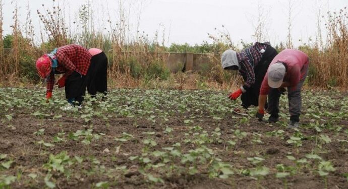 Tarım işçisi yevmiyeleri belli oldu:BİN TL