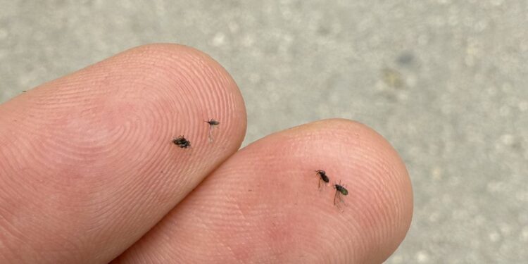 Adana’da sinek istilası