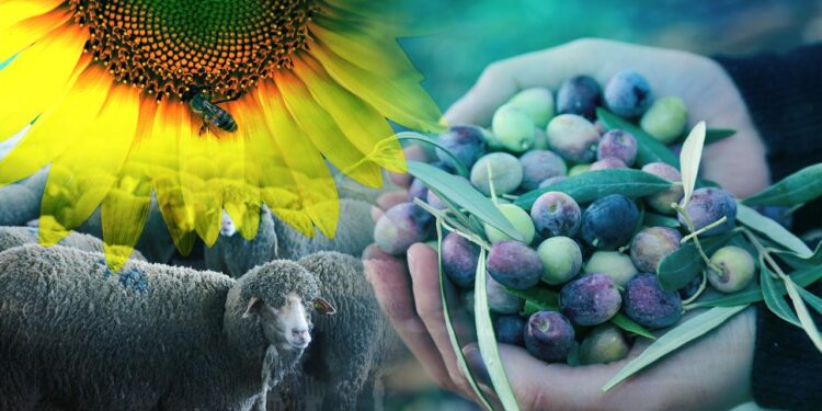 KOOPERATİF EKONOMİSİ